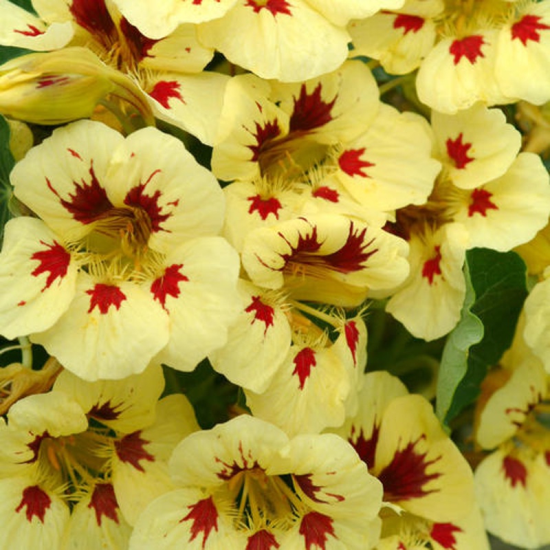 Tropaeolum majus Ladybird Cream Purple Spot in the GardenTags plant encyclopedia Nasturtium Ladybird Cream Purple Spot in the GardenTags plant encyclopedia