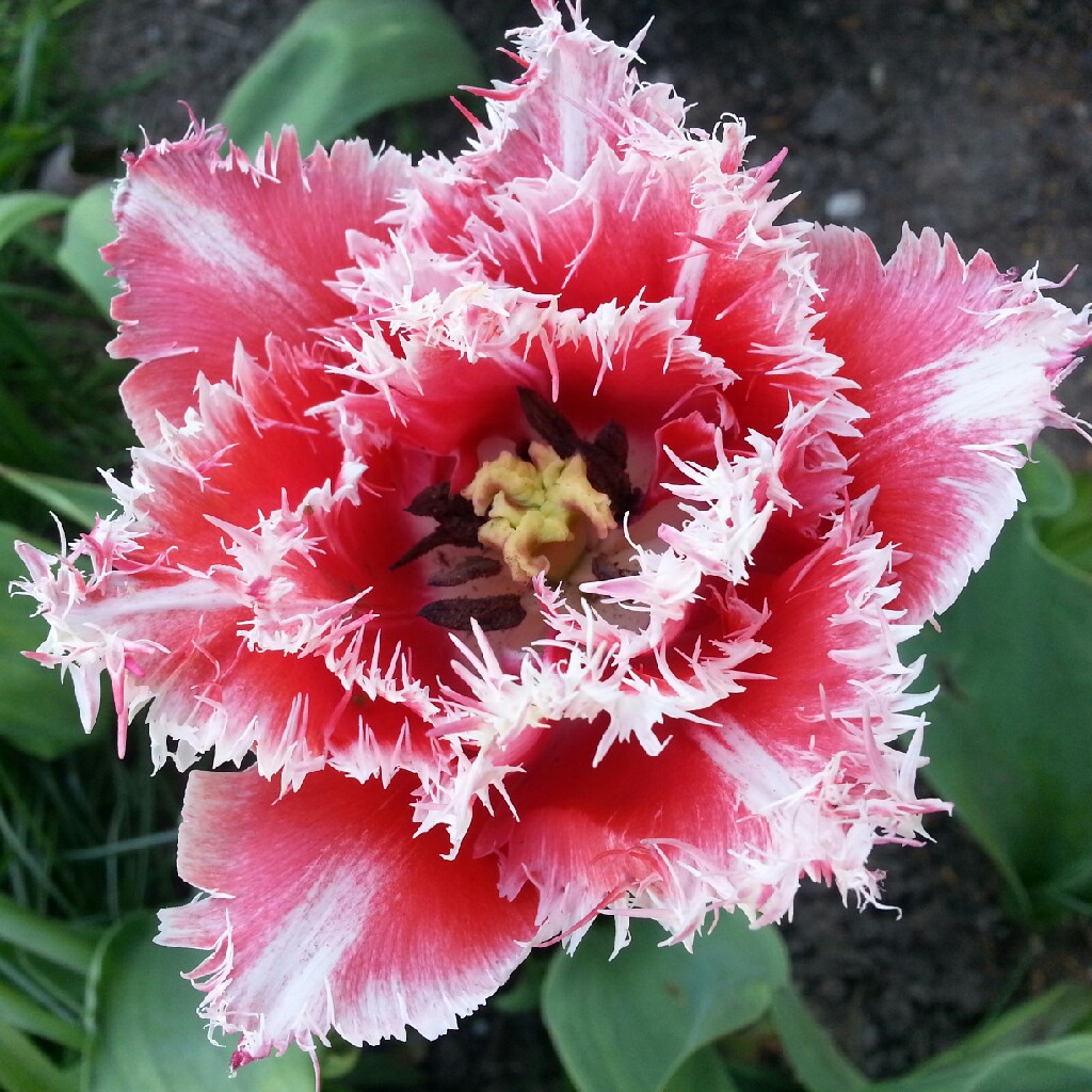 Tulipa Brest in the GardenTags plant encyclopedia Tulip Brest (Fringed) in the GardenTags plant encyclopedia