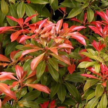 Pieris japonica Mountain Fire in the GardenTags plant encyclopedia Pieris Mountain Fire in the GardenTags plant encyclopedia
