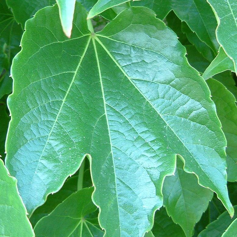 Japanese creeper in the GardenTags plant encyclopedia