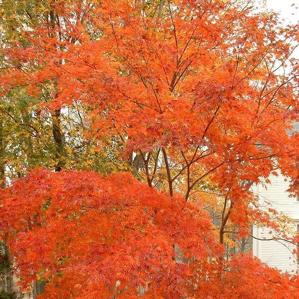 Acer Palmatum Japanese Maple Tree