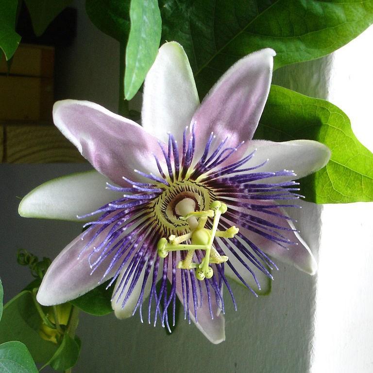 Passion flower Imperatrice Eugenie in the GardenTags plant encyclopedia