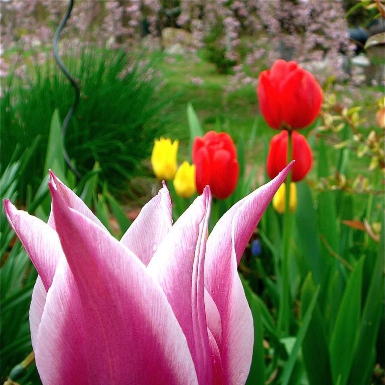 Tulipa Ballade in the GardenTags plant encyclopedia Tulip Ballade (Lily-flowered) in the GardenTags plant encyclopedia