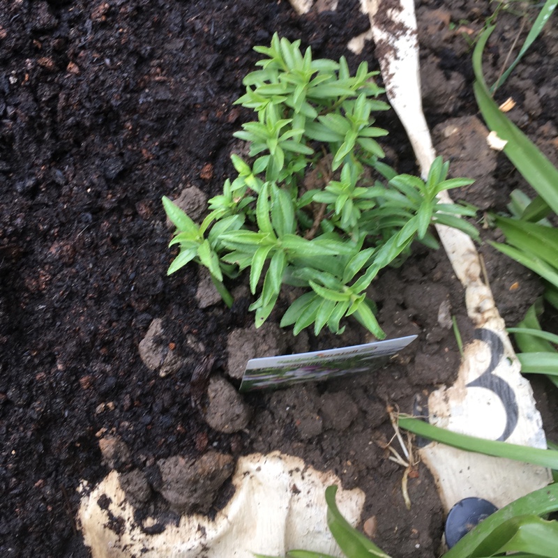Penstemon x hybrida Lilac Frost in the GardenTags plant encyclopedia Beardtongue Lilac Frost in the GardenTags plant encyclopedia