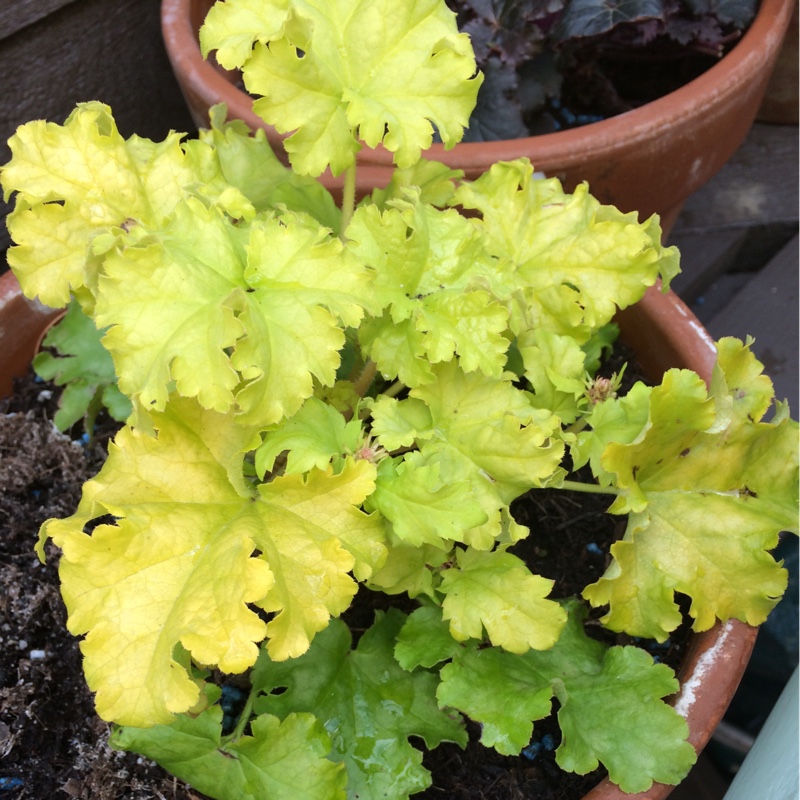Heuchera Lime Ruffles in the GardenTags plant encyclopedia Alumroot Lime Ruffles in the GardenTags plant encyclopedia