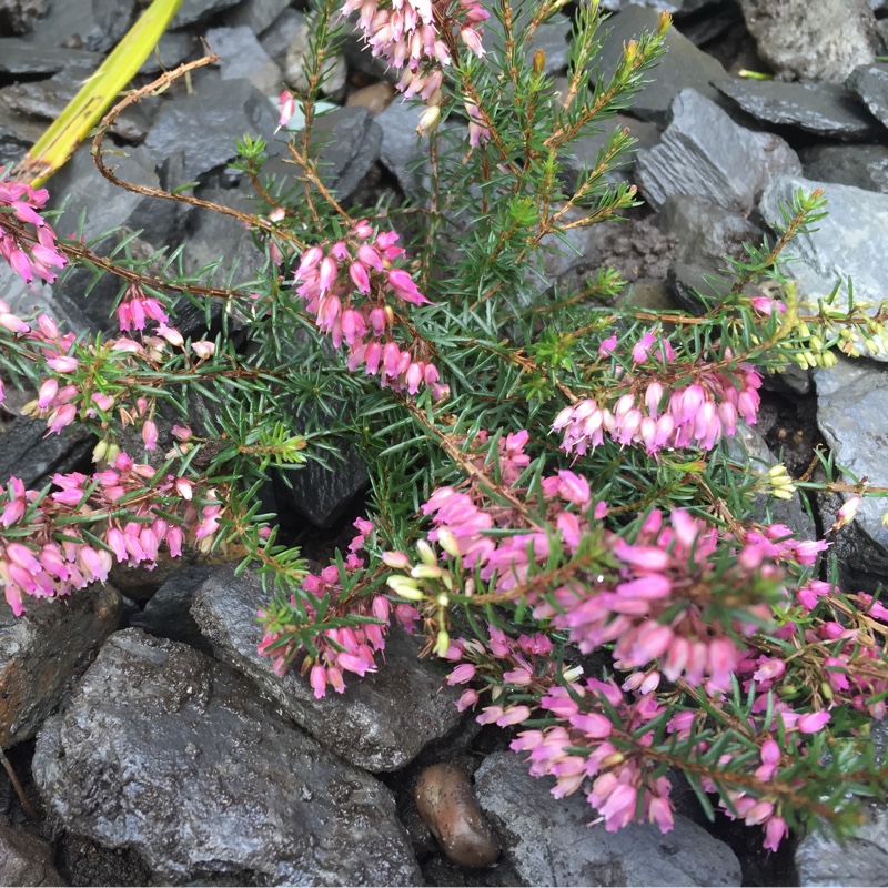 Erica carnea Tanja in the GardenTags plant encyclopedia Winter Heath Tanja in the GardenTags plant encyclopedia