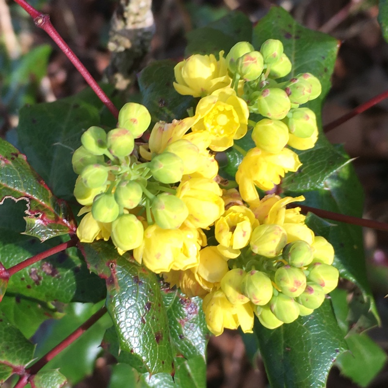 Mahonia aquifolium in the GardenTags plant encyclopedia Holly Leaved Barberry in the GardenTags plant encyclopedia