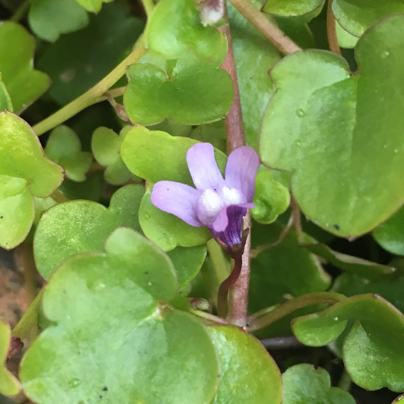 Ivy-leaved Toadflax in the GardenTags plant encyclopedia