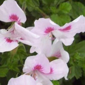 Pelargonium Mrs G.H. Smith (Angel) in the GardenTags plant encyclopedia