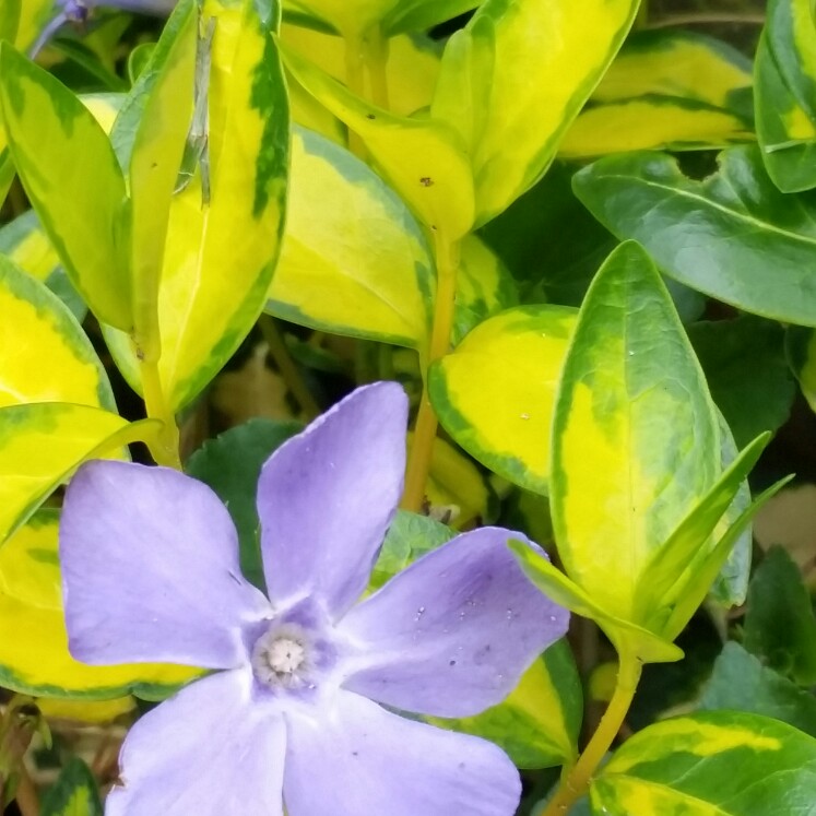 Lesser Periwinkle Limelight in the GardenTags plant encyclopedia