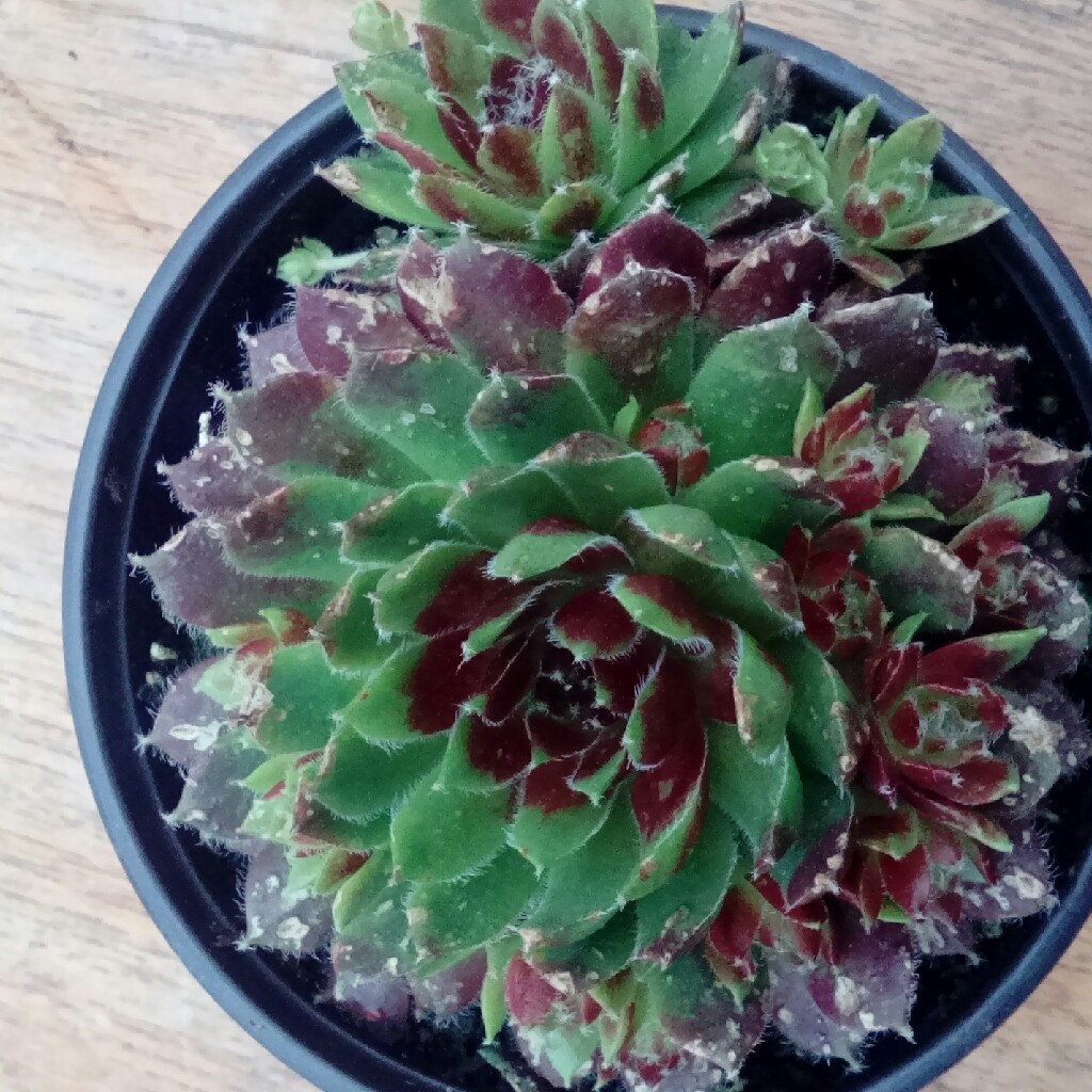 Sempervivum Rubin in the GardenTags plant encyclopedia Sempervivum Rubin in the GardenTags plant encyclopedia