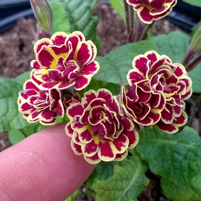 Primula Elizabeth Killelay in the GardenTags plant encyclopedia