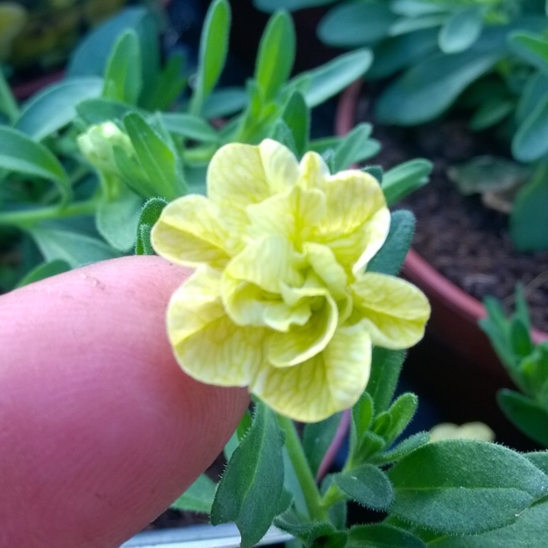 Calibrachoa Can Can Double Lemon in the GardenTags plant encyclopedia Million Bells Can Can Double Lemon in the GardenTags plant encyclopedia