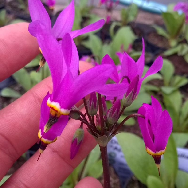 Dodecatheon meadia Aphrodite in the GardenTags plant encyclopedia American Cowslip in the GardenTags plant encyclopedia