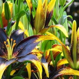 Lilium Lionheart in the GardenTags plant encyclopedia Lily Lionheart (Asiatic) in the GardenTags plant encyclopedia
