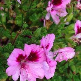 Pelargonium Catford Belle in the GardenTags plant encyclopedia Pelargonium Catford Belle (Angel) in the GardenTags plant encyclopedia