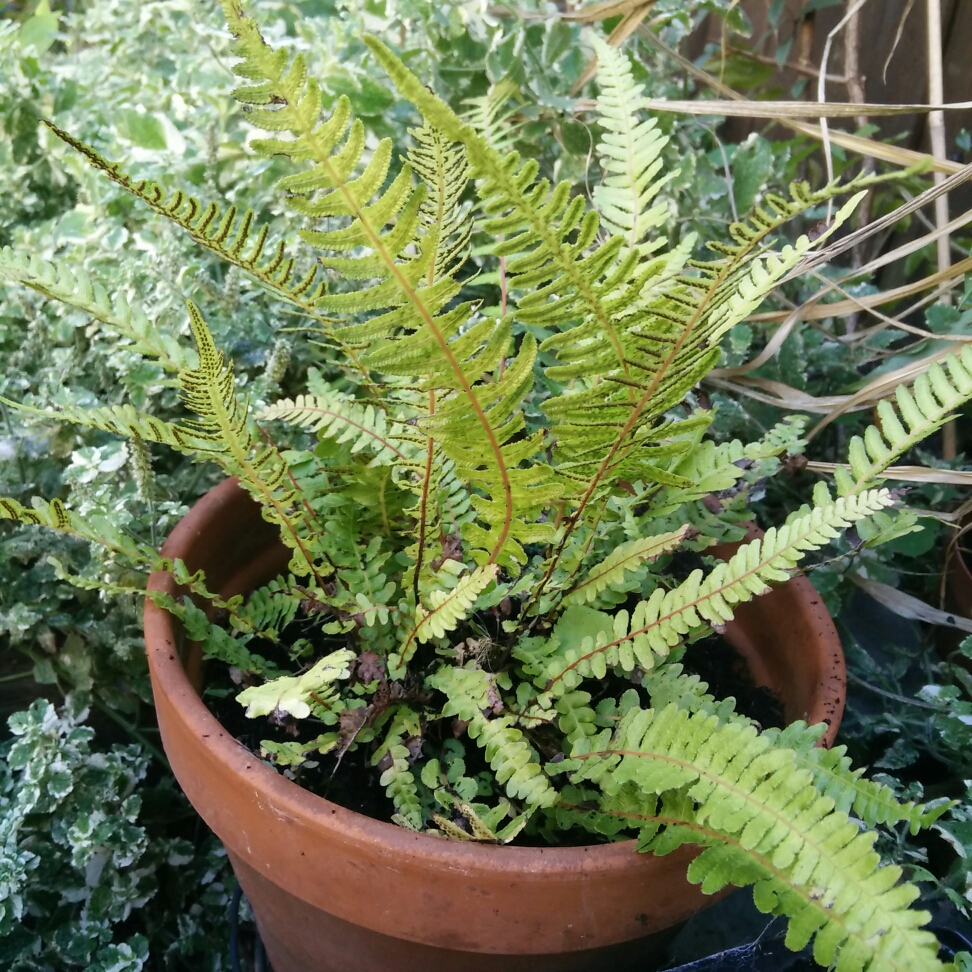 Doodia aspera in the GardenTags plant encyclopedia Prickly raspberry fern in the GardenTags plant encyclopedia