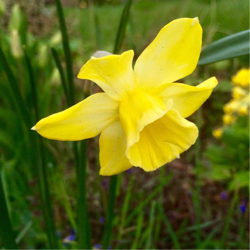Narcissus Pipit in the GardenTags plant encyclopedia Daffodil Pipit (Jonquilla) in the GardenTags plant encyclopedia