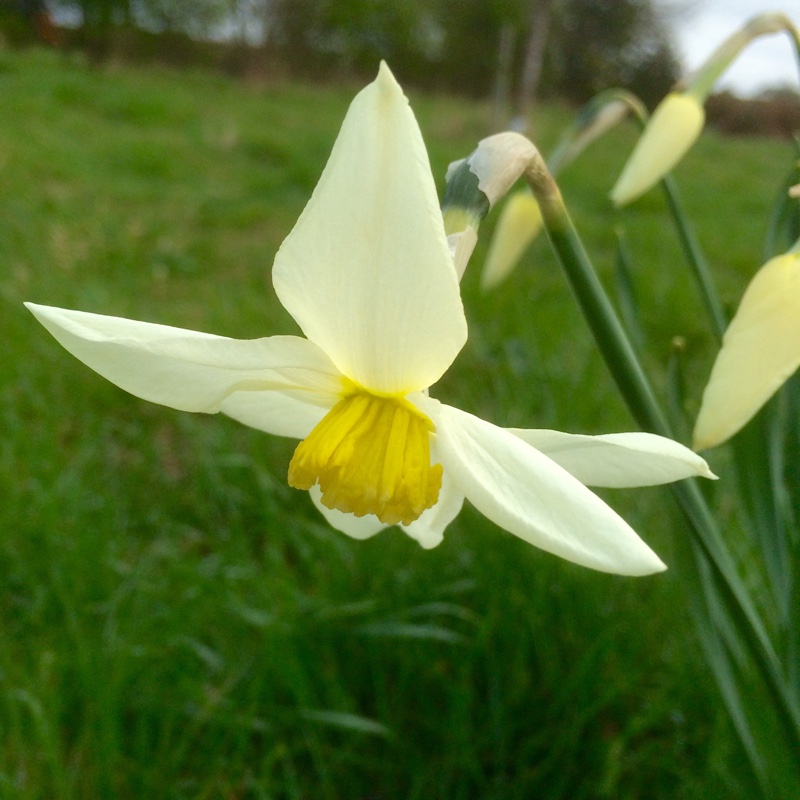 Narcissus White Lady in the GardenTags plant encyclopedia Daffodil White Lady (Small-cupped) in the GardenTags plant encyclopedia