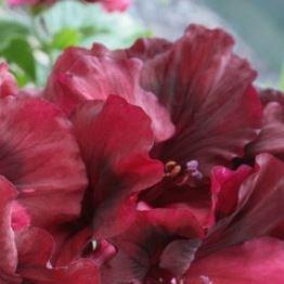 Pelargonium Ann Hoystead in the GardenTags plant encyclopedia Pelargonium Ann Hoystead (Regal) in the GardenTags plant encyclopedia