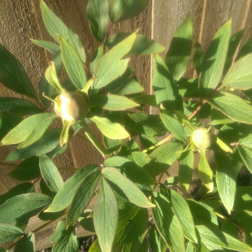 Paeonia x suffruticosa Jing Yu syn. Paeonia x suffruticosa Xue Ta, Paeonia x suffruticosa Sai Xue Ta in the GardenTags plant encyclopedia Tree Peony Jing Yu in the GardenTags plant encyclopedia