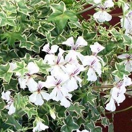 Pelargonium Lelegante in the GardenTags plant encyclopedia Pelargonium Lelegante (Ivy Leaved Variegated) in the GardenTags plant encyclopedia