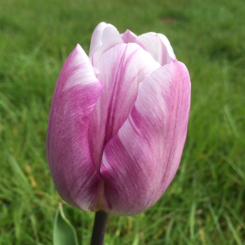 Tulipa Flig Flag in the GardenTags plant encyclopedia Tulip Flig Flag (Triumph) in the GardenTags plant encyclopedia
