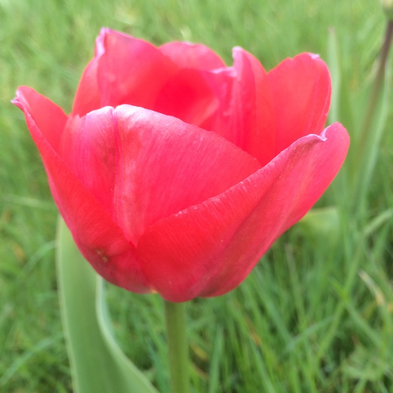 Tulipa Van Eijk in the GardenTags plant encyclopedia Tulip Van Eijk (Darwin Hybrid) in the GardenTags plant encyclopedia