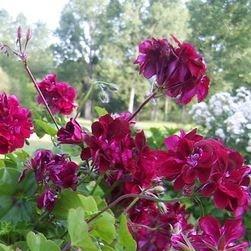 Pelargonium Barbe Bleu in the GardenTags plant encyclopedia Pelargonium Barbe Bleu (Ivy Leaved Double) in the GardenTags plant encyclopedia