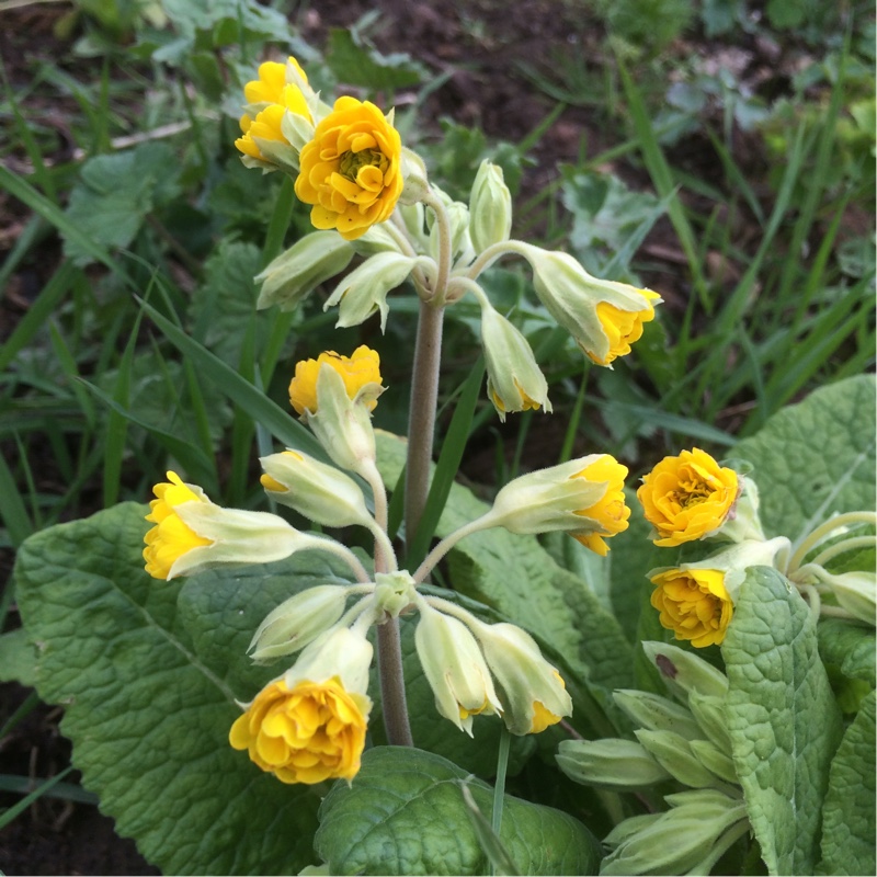 Primula veris Katy McSparron in the GardenTags plant encyclopedia Cowslip Katy McSparron in the GardenTags plant encyclopedia