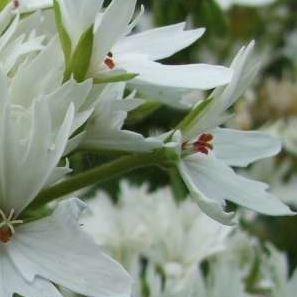 Pelargonium Arctic Star (Stellar) in the GardenTags plant encyclopedia