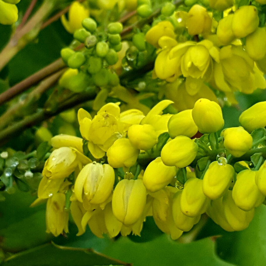 Oregon grape Apollo in the GardenTags plant encyclopedia