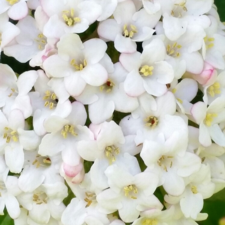 Viburnum x burkwoodii in the GardenTags plant encyclopedia Burkwood Viburnum in the GardenTags plant encyclopedia