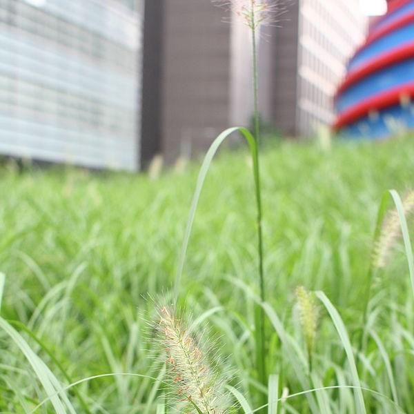 Pennisetum alopecuroides Weserbergland in the GardenTags plant encyclopedia Fountain grass in the GardenTags plant encyclopedia