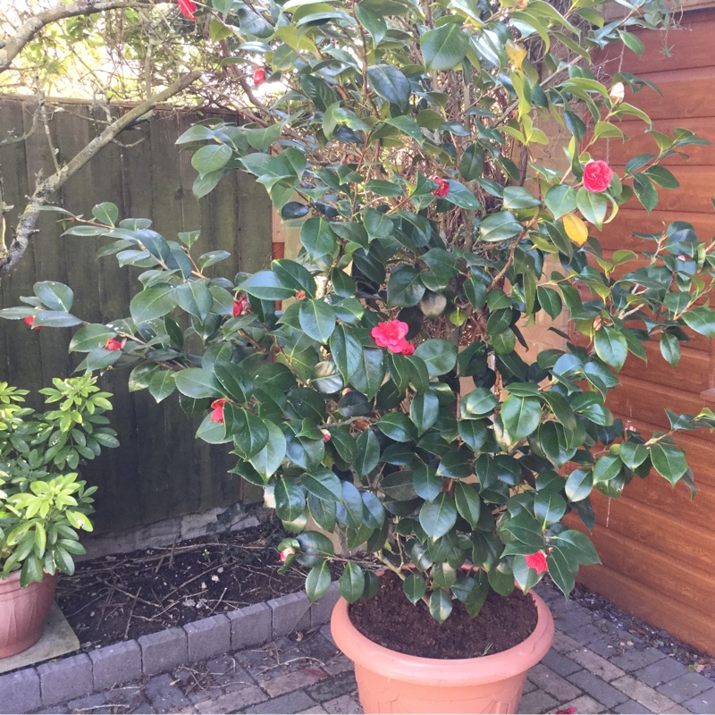 Camellia japonica Saturnia in the GardenTags plant encyclopedia Camellia Saturnia in the GardenTags plant encyclopedia