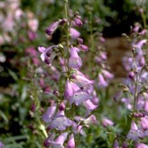 Penstemon Alice Hindley in the GardenTags plant encyclopedia Beardtongue Alice Hindley in the GardenTags plant encyclopedia
