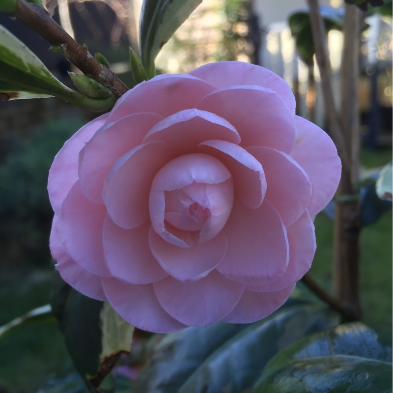 Camellia japonica Kerguelen in the GardenTags plant encyclopedia Camellia Kerguelen in the GardenTags plant encyclopedia