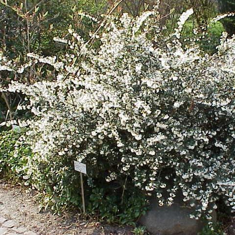 Osmanthus Delavayi in the GardenTags plant encyclopedia Delavayis osmanthus in the GardenTags plant encyclopedia