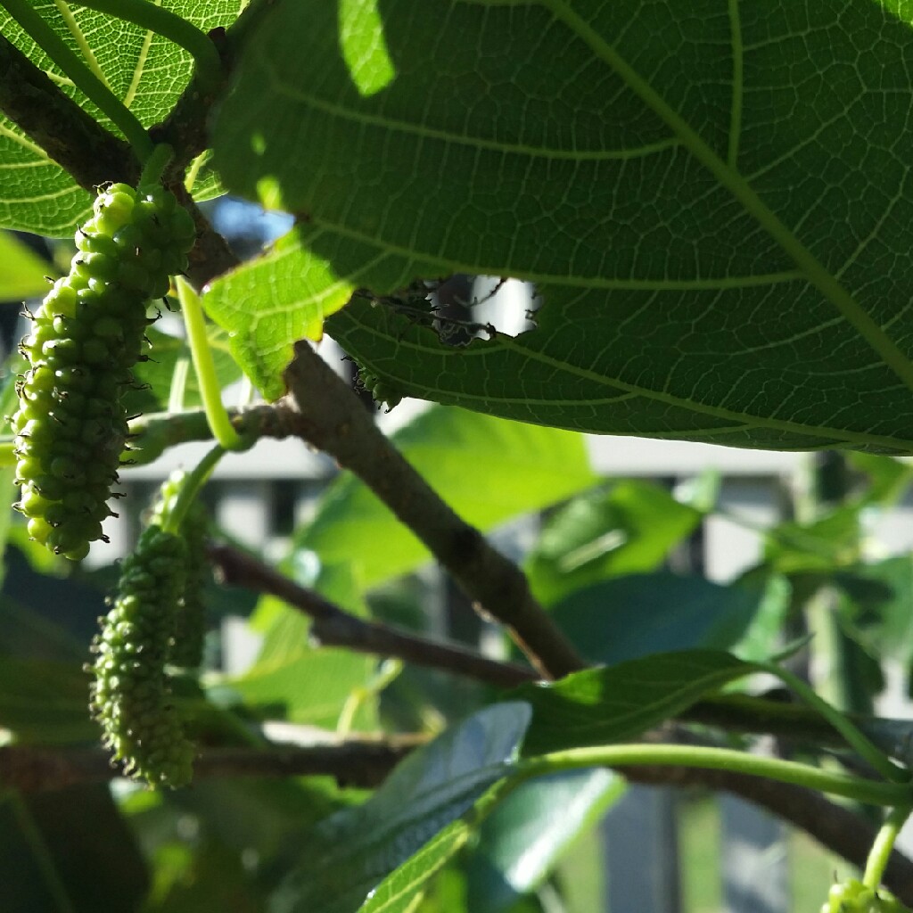 Morus macroura in the GardenTags plant encyclopedia Pakistan Mulberry in the GardenTags plant encyclopedia
