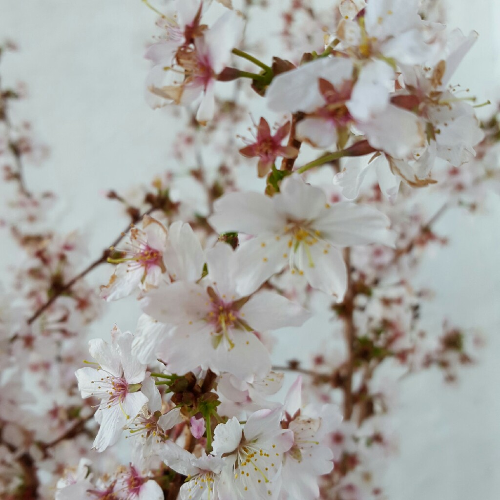 Prunus japonica Brilliant in the GardenTags plant encyclopedia Japanese bush cherry in the GardenTags plant encyclopedia