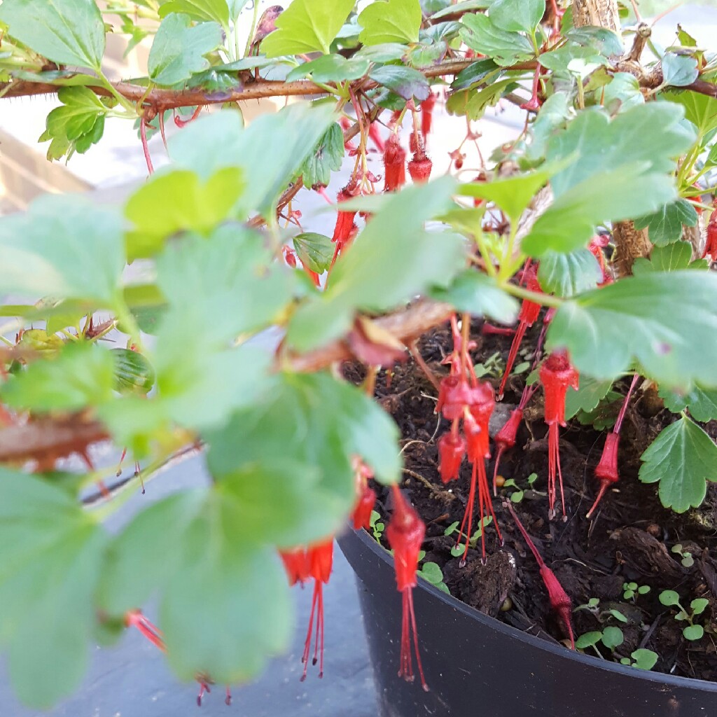 Ribes speciosum in the GardenTags plant encyclopedia Fuchsia Flowered Currant in the GardenTags plant encyclopedia