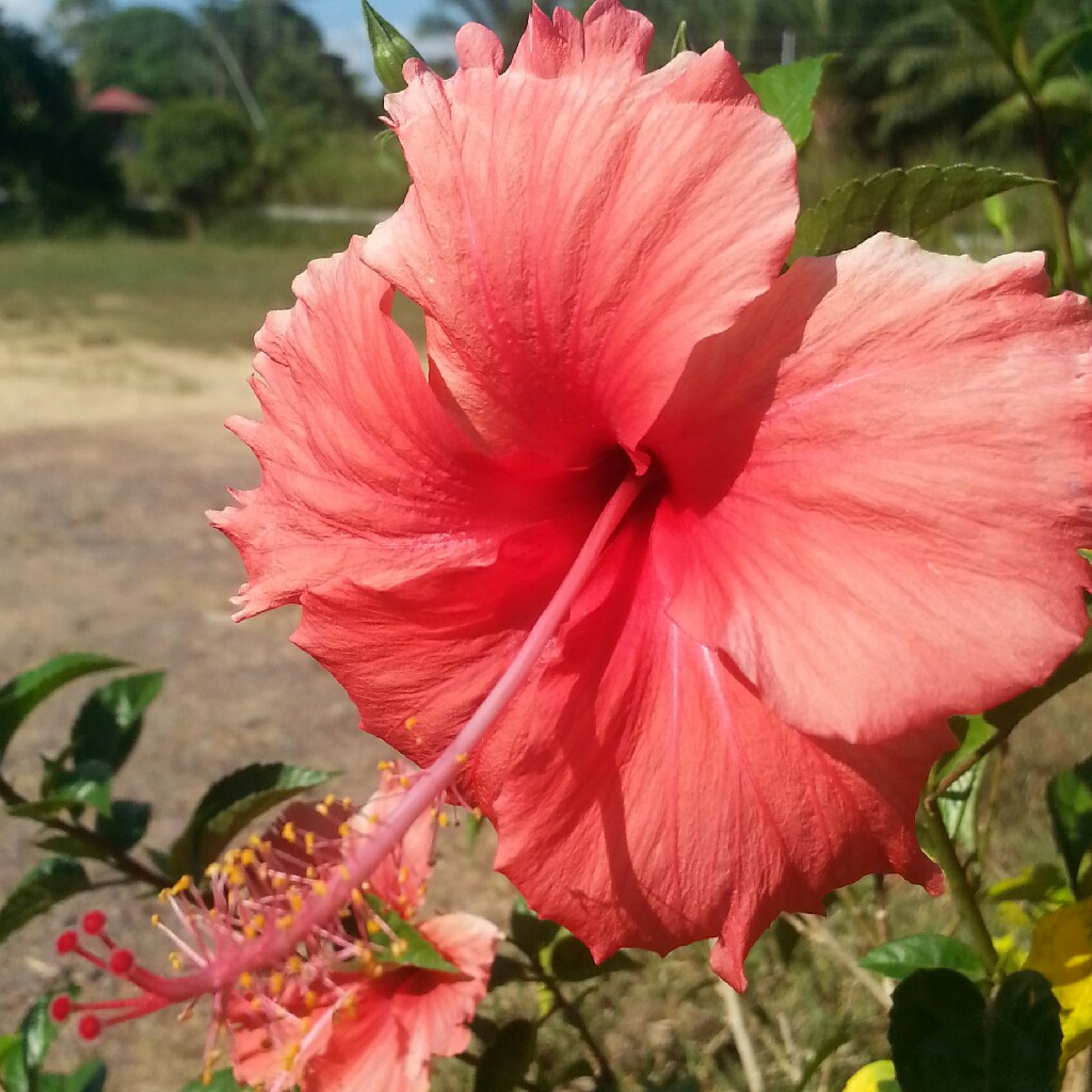 Hibiscus lunariifolius in the GardenTags plant encyclopedia Red Hibiscus in the GardenTags plant encyclopedia
