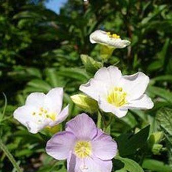 Polemonium Carneum in the GardenTags plant encyclopedia Royal Jacobs Ladder in the GardenTags plant encyclopedia