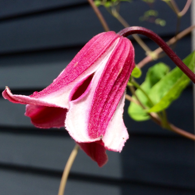 Clematis texensis Etoile Rose in the GardenTags plant encyclopedia Clematis Etoile Rose in the GardenTags plant encyclopedia