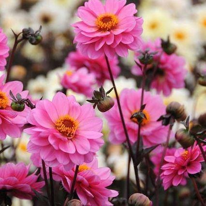 Dahlia Classic Rosamunde in the GardenTags plant encyclopedia Dahlia Classic Rosamunde (Misc) in the GardenTags plant encyclopedia