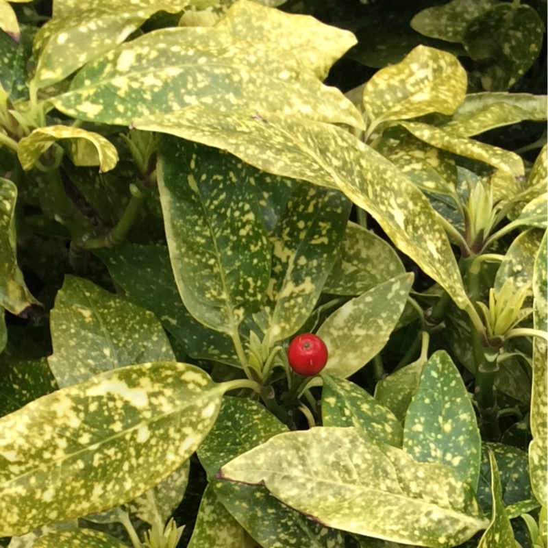 Japanese spotted laurel in the GardenTags plant encyclopedia