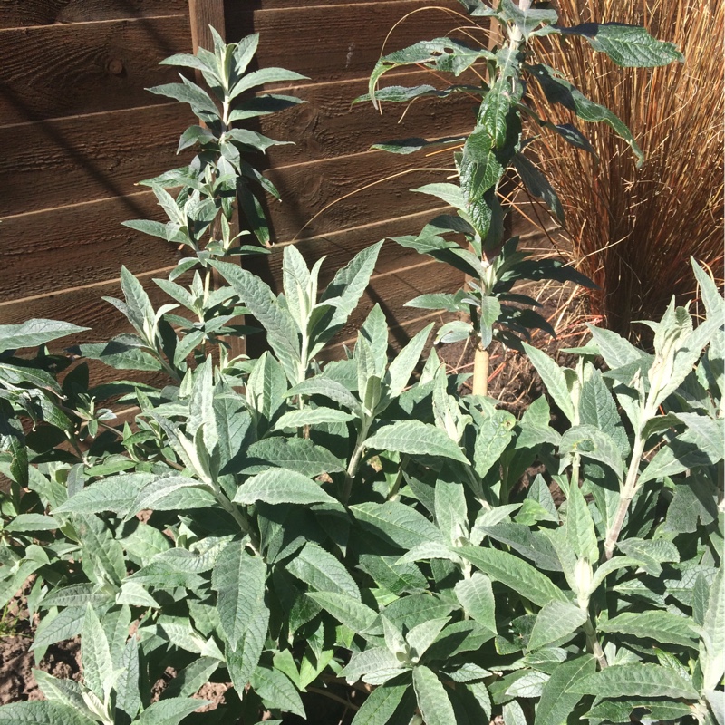 Buddleja davidii Pixie Blue in the GardenTags plant encyclopedia Butterfly Bush Pixie Blue in the GardenTags plant encyclopedia