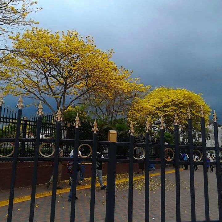 Tabebuia Serratifolia in the GardenTags plant encyclopedia Yellow Poui in the GardenTags plant encyclopedia