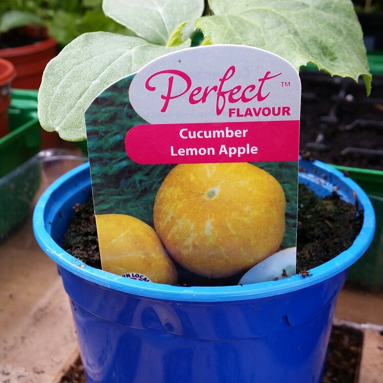 Cucumber Lemon apple in the GardenTags plant encyclopedia