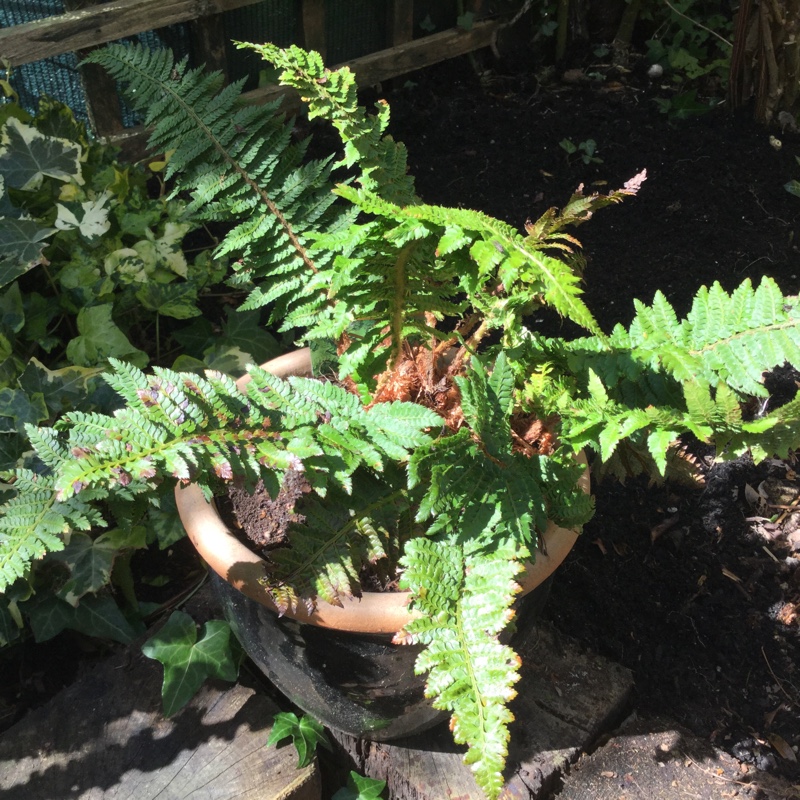Polystichum Setiferum Congestum in the GardenTags plant encyclopedia Dwarf Soft Shield Fern in the GardenTags plant encyclopedia